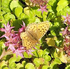 Argynnis adippe