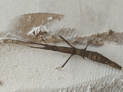 Libethra