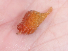 Boltenia villosa