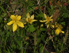 Hypericum richeri richeri