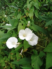 Calystegia sepium