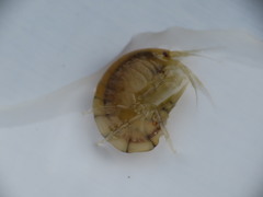 Gammarus lawrencianus