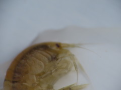 Gammarus lawrencianus