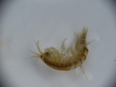 Gammarus lawrencianus
