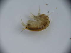 Gammarus lawrencianus