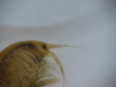 Gammarus lawrencianus