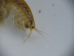 Gammarus lawrencianus
