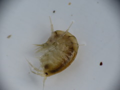 Gammarus lawrencianus