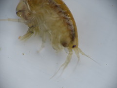 Gammarus lawrencianus