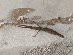Libethra