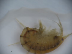 Gammarus lawrencianus