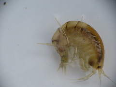 Gammarus lawrencianus