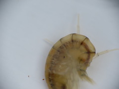 Gammarus lawrencianus
