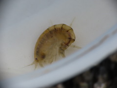 Gammarus lawrencianus