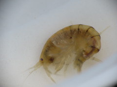 Gammarus lawrencianus