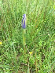 Gentiana pneumonanthe