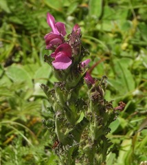 Pedicularis gyroflexa