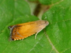 Pammene aurita