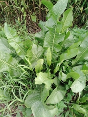 Armoracia rusticana