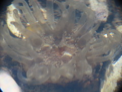 Aulactinia stella