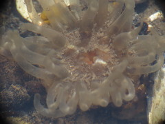 Aulactinia stella