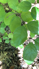 Calycanthus floridus