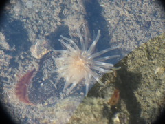 Aulactinia stella