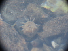 Aulactinia stella