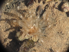 Aulactinia stella