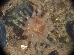 Aulactinia stella