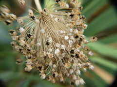 Allium ampeloprasum