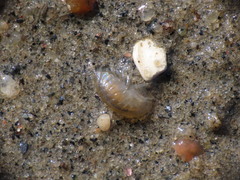 Wecomedon nobilis
