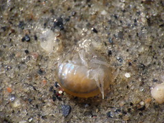 Wecomedon nobilis