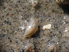 Wecomedon nobilis