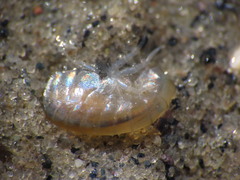 Wecomedon nobilis