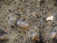 Wecomedon nobilis