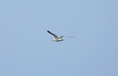 Larus crassirostris