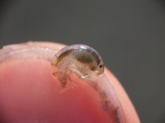 Wecomedon nobilis