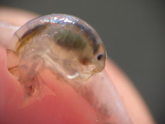 Wecomedon nobilis