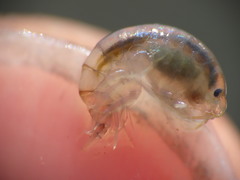 Wecomedon nobilis