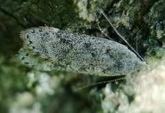 Anacampsis populella
