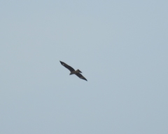 Milvus migrans lineatus