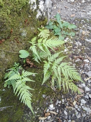 Asplenium adiantum-nigrum
