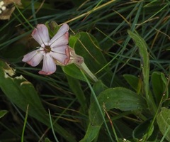 Silene vallesia