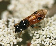 Arge melanochra