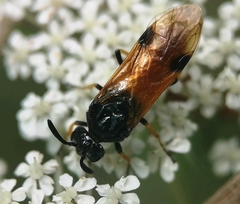 Arge melanochra