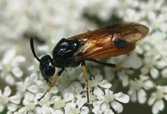 Arge melanochra
