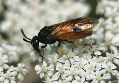 Arge melanochra