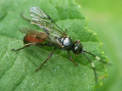 Barichneumon gemellus