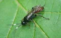 Barichneumon gemellus